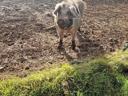 Pigs