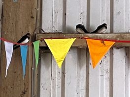 Birds nesting in the indoor area