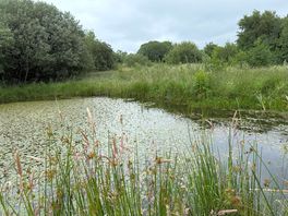 Wildlife pond