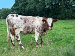 Very cute cows