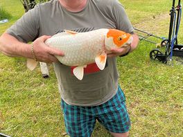 Koi carp caught in the bottom lake