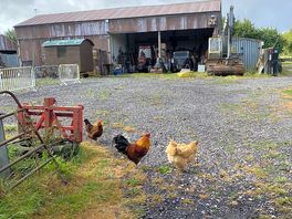 Chickens!
