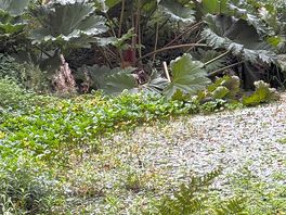 In the gardens