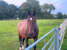 Horses next field friendly