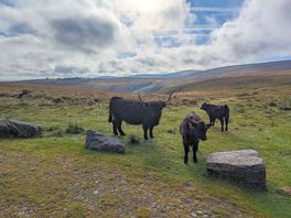 Cows