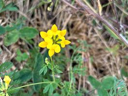 Wildflowers