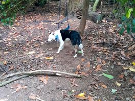 In the woods
