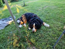 Auch der hund fühlt sich wohl