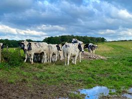 Diary farm next door