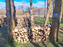 Logs