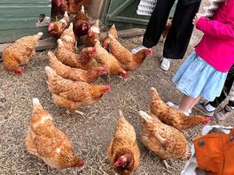 Collecting eggs