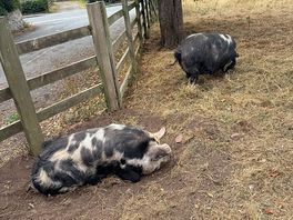 Pigs on the farm