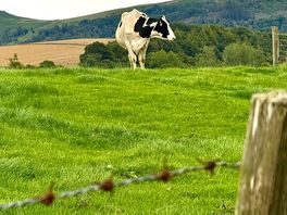 Cow