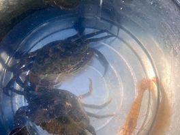 Crabs