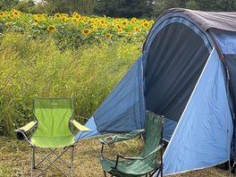 Almost hidden by the sunflowers
