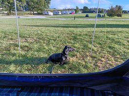 Freda enjoying camp 🐾