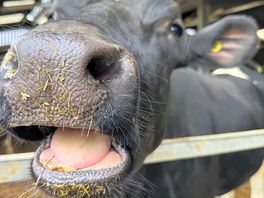 Cow!