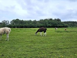 Alpacas