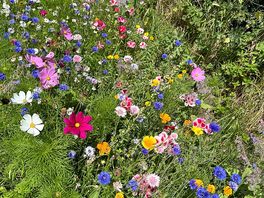 Wild flowers