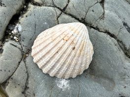Arty shell shot!