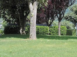 Sunny and shaded spots