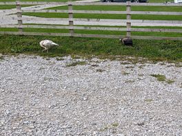 Animals close by