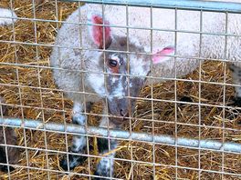Lambs on the farm