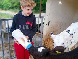 Feeding the cows