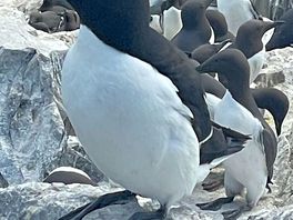Farne islands trip razorbill