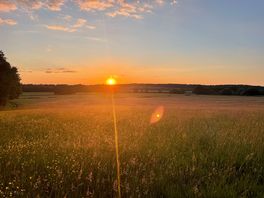 Evening walk through the meadow