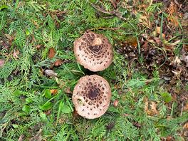 Mmmmm mushrooms