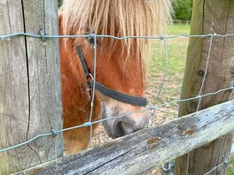 Pony