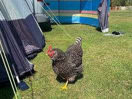 Chicken