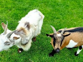Cute pygmy goats