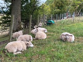 Friendly sheep