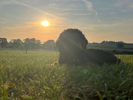 Little woof basking in the sun