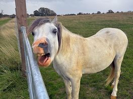 Friendliest horse ever!