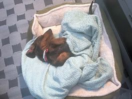 Dog’s first time camping and he loved it