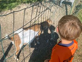 Friendly goats
