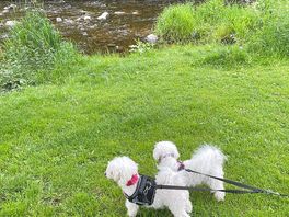 My dogs on a tour around the site