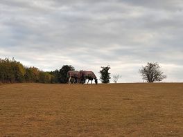 Horses on site