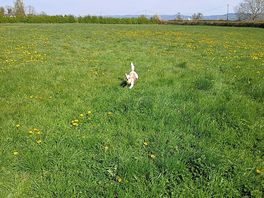 Bertie enjoying the open field