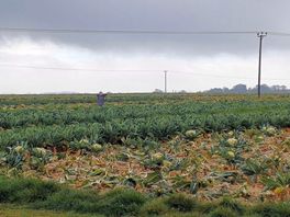 Cabbage patch
