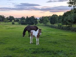 Mother and foal