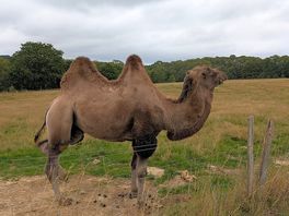 Batu the camel