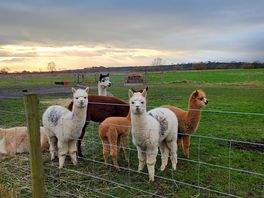 Llamas