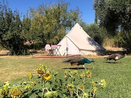 Bell tent and peacocks