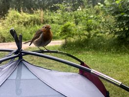 Very friendly robin even brought its chick down to beg for crumbs