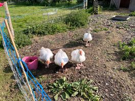 Great neighbours