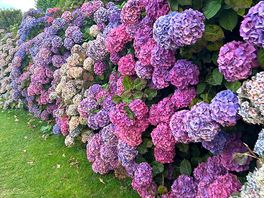 Gorgeous flowers